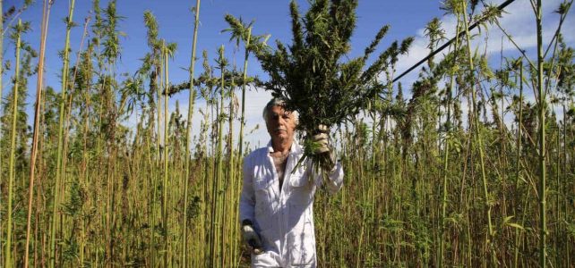 Quelle est la meilleure façon de prendre du CBD ? Quelle est la meilleure façon de prendre du CBD ?